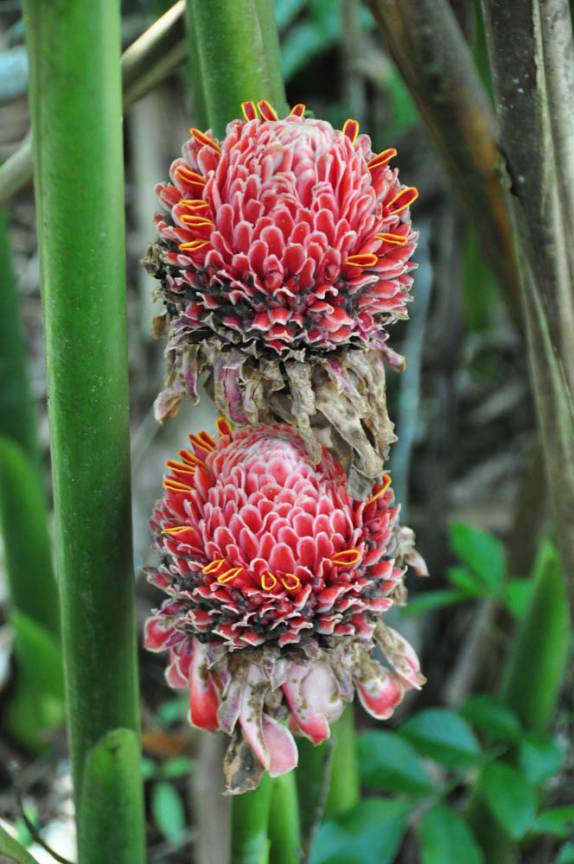 Belíssimas flores durante caminhada pela Finca Paraíso, perto do lago Yojoa, região central de Honduras